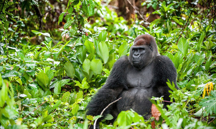 gorilla