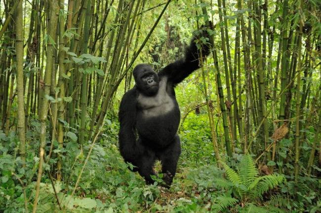 gorilla
