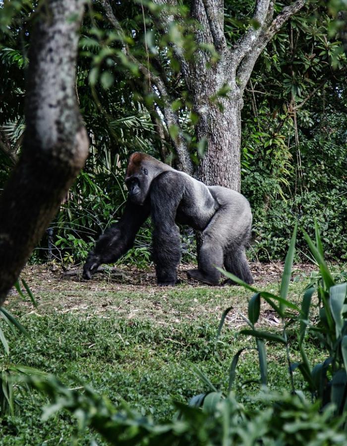 3 days – Gorilla safari