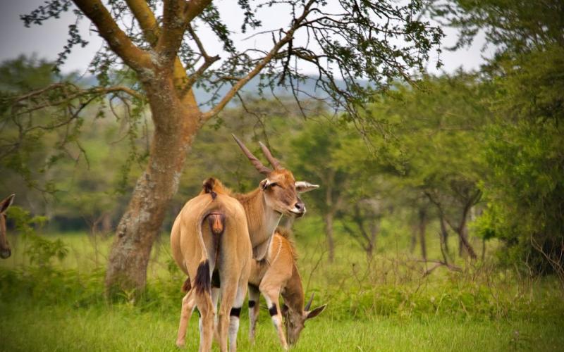 You think you know Lake Mburo National Park until you discover you don’t