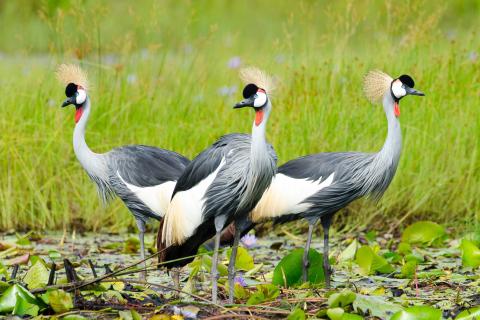  crested-cranes